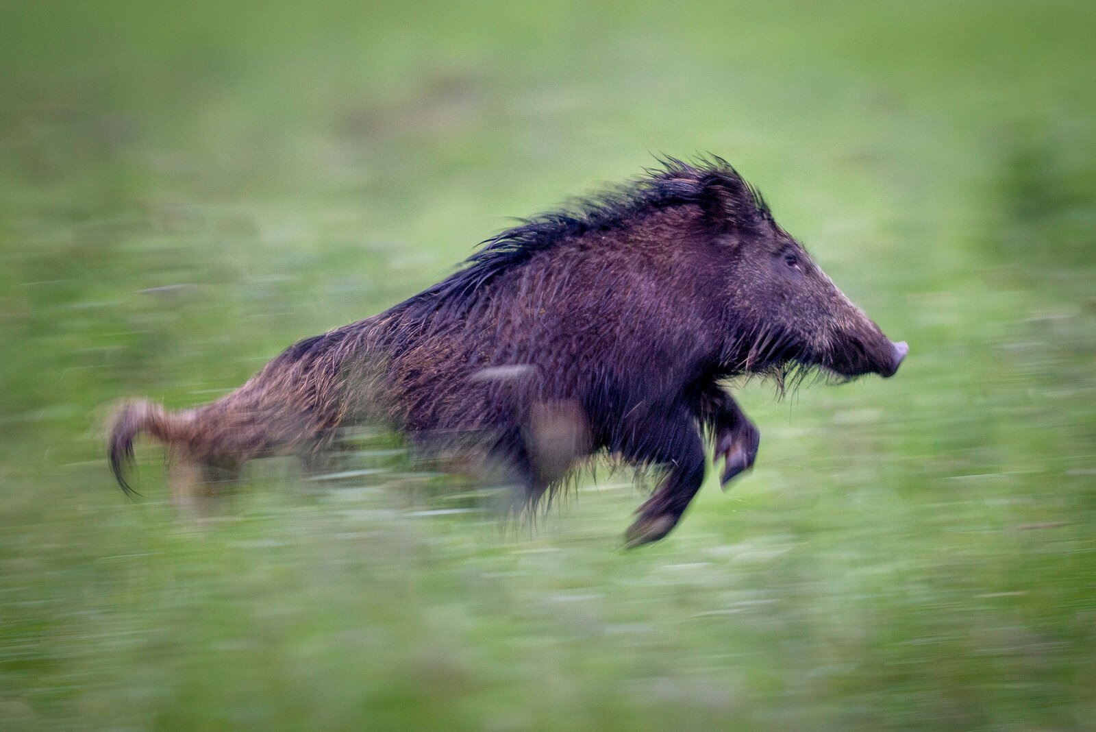 Hunters can now sell wild boar to private individuals