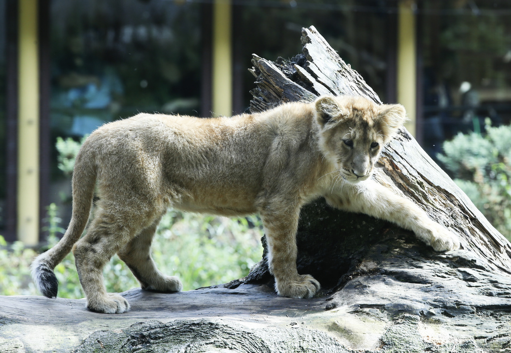 Lion put down – meat stuck in throat