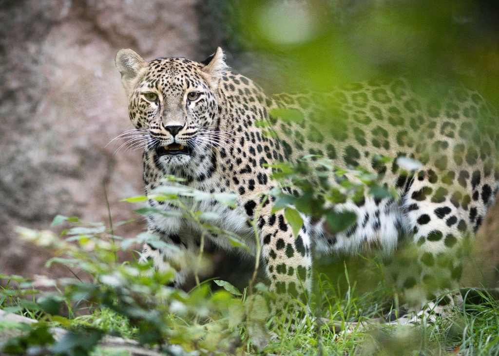 Leopard cubs born at Nordens Ark