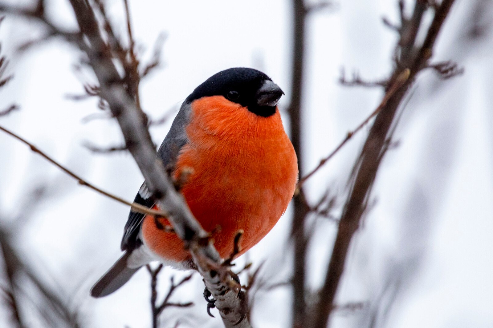 Colorful winners in this year's bird count