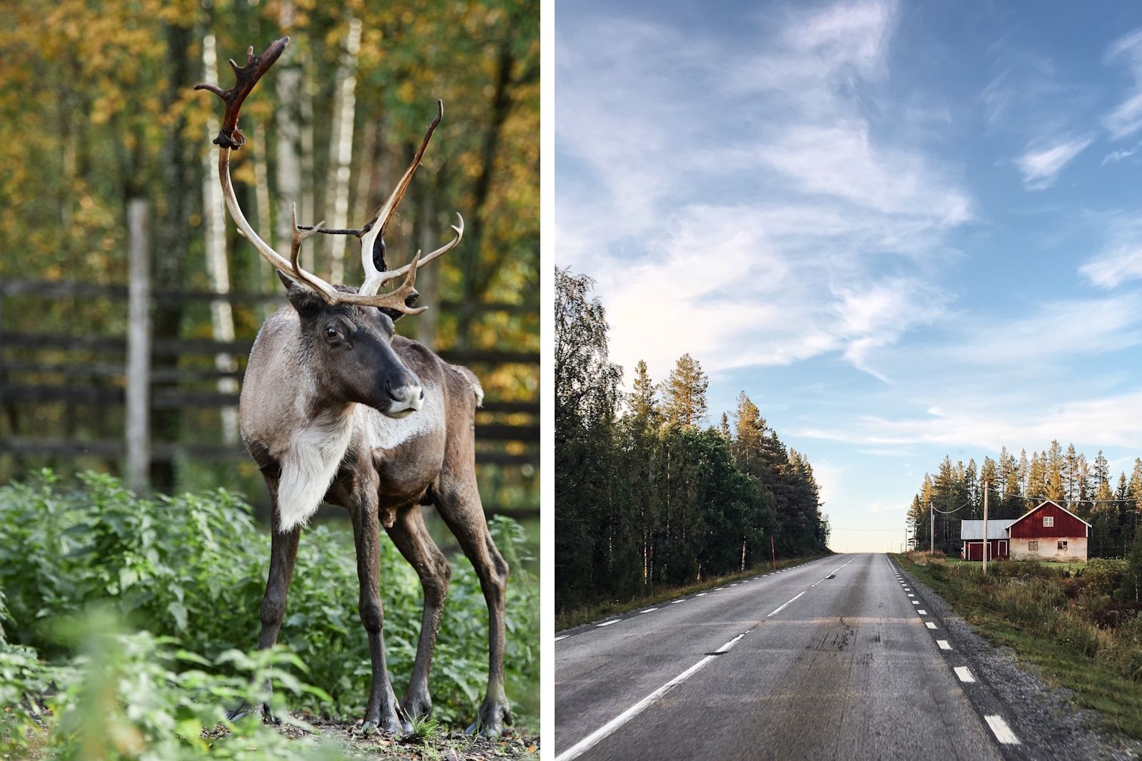 elk sweden road