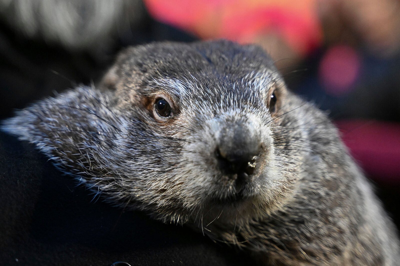 The groundhog Phil has spoken – more winter is waiting