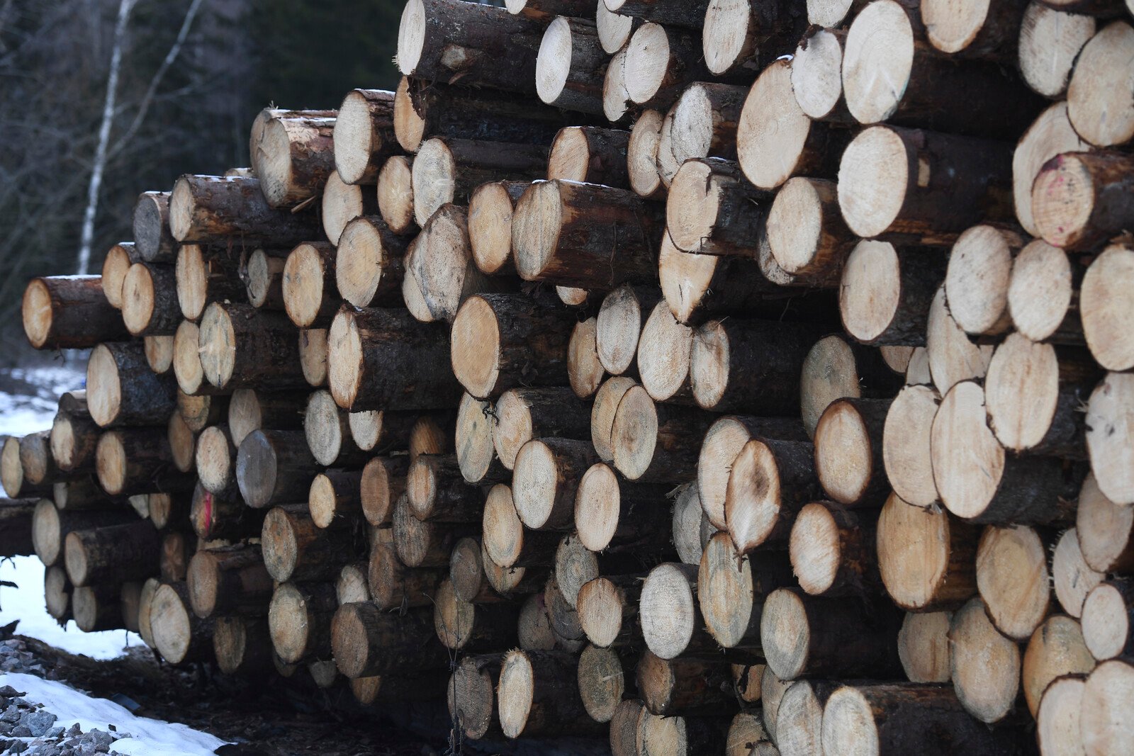 The Price of Timber Continues to Rise