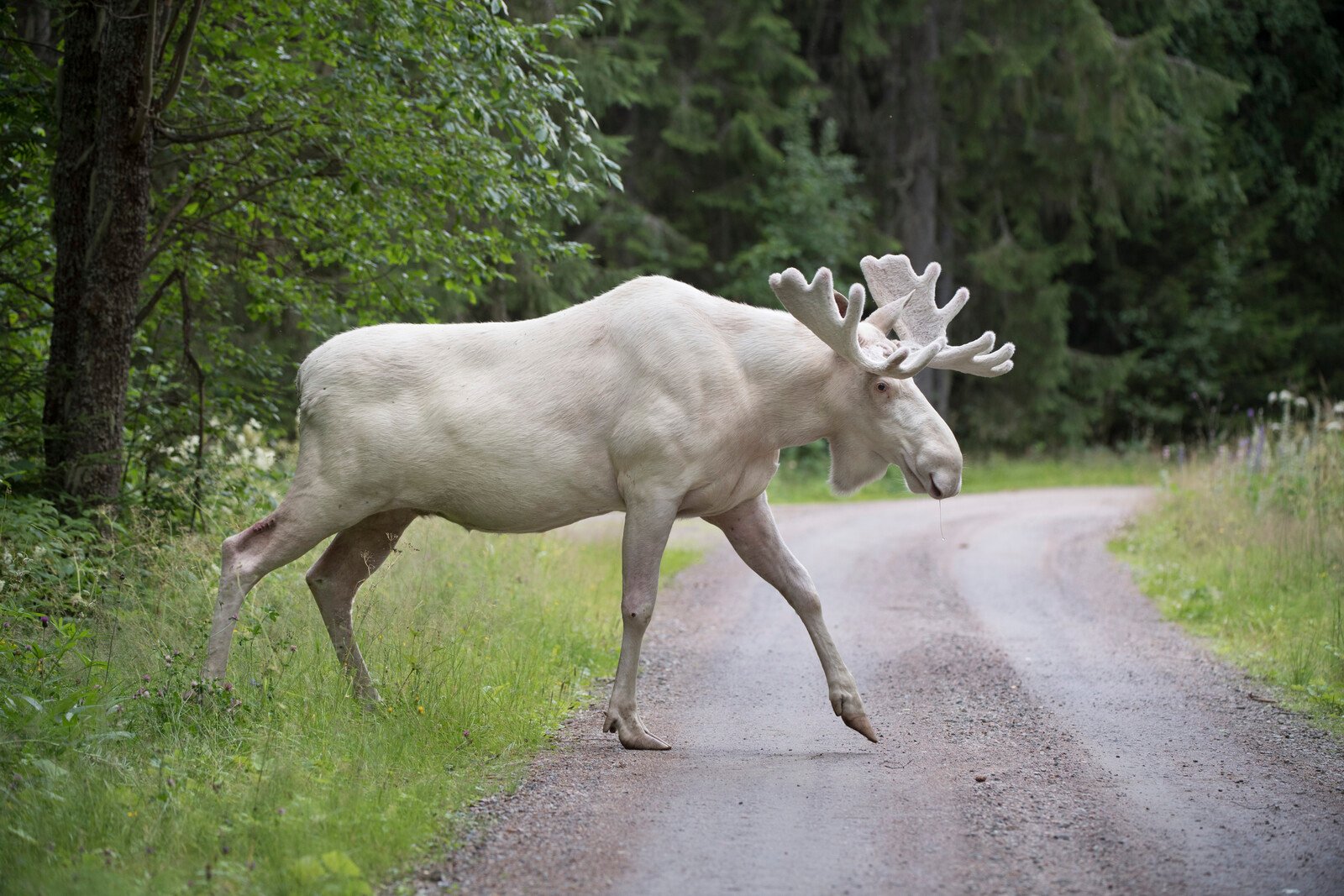 Genetic diversity is decreasing – risking extinction