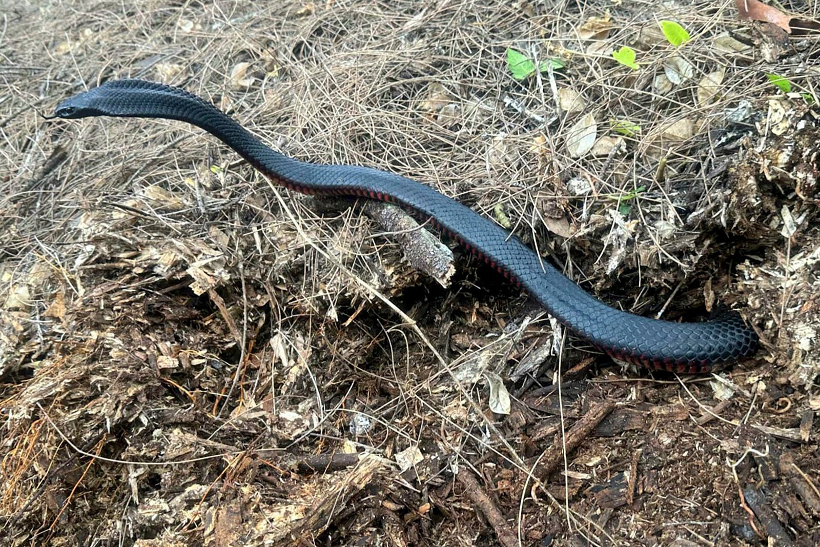 They found 102 poisonous snakes in their compost