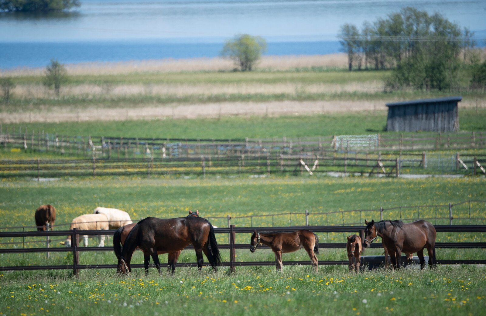 The Hunter Shot Horses by Mistake – Questioned by Police