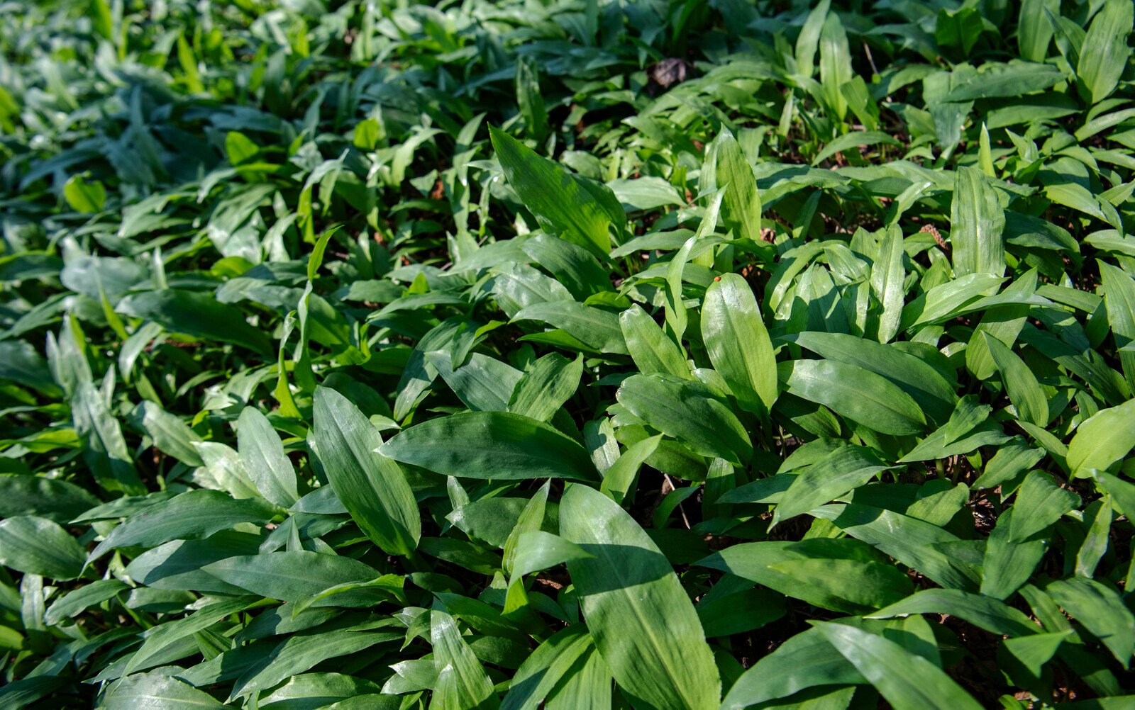 Five poisoned by tainted pesto