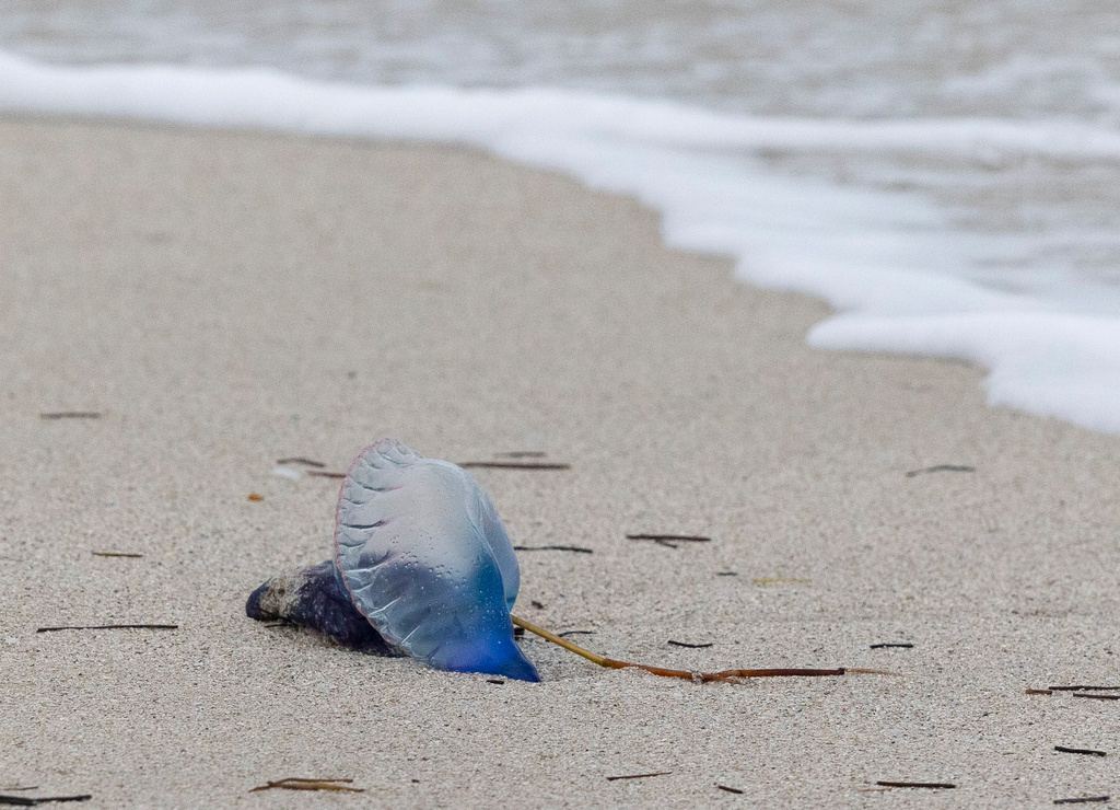 Jellyfish Invade Spain – More Seek Medical Care