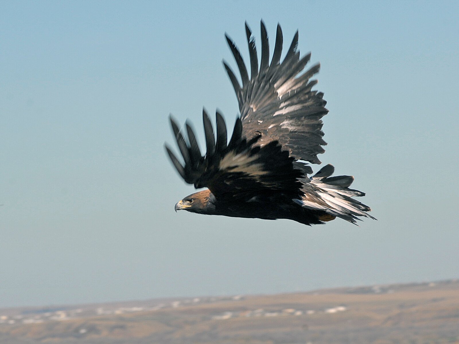 Norwegian Eagle Attacks Baffle -