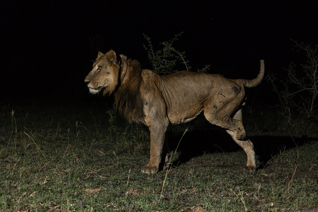 Two tenacious lion brothers have set a swimming record