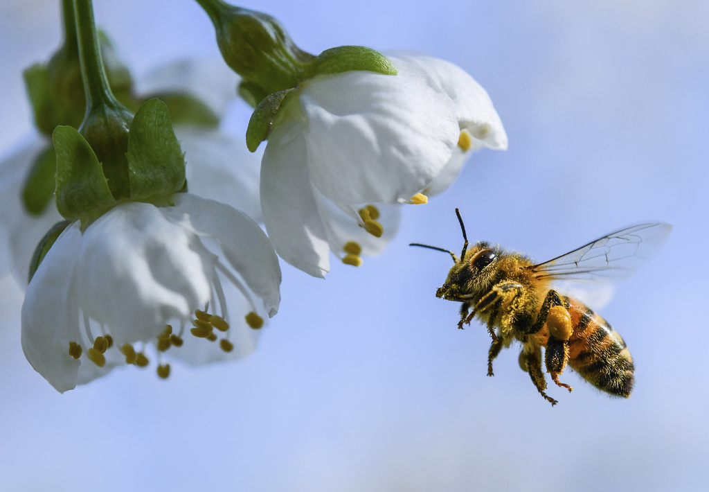 So bees avoid sugar shock