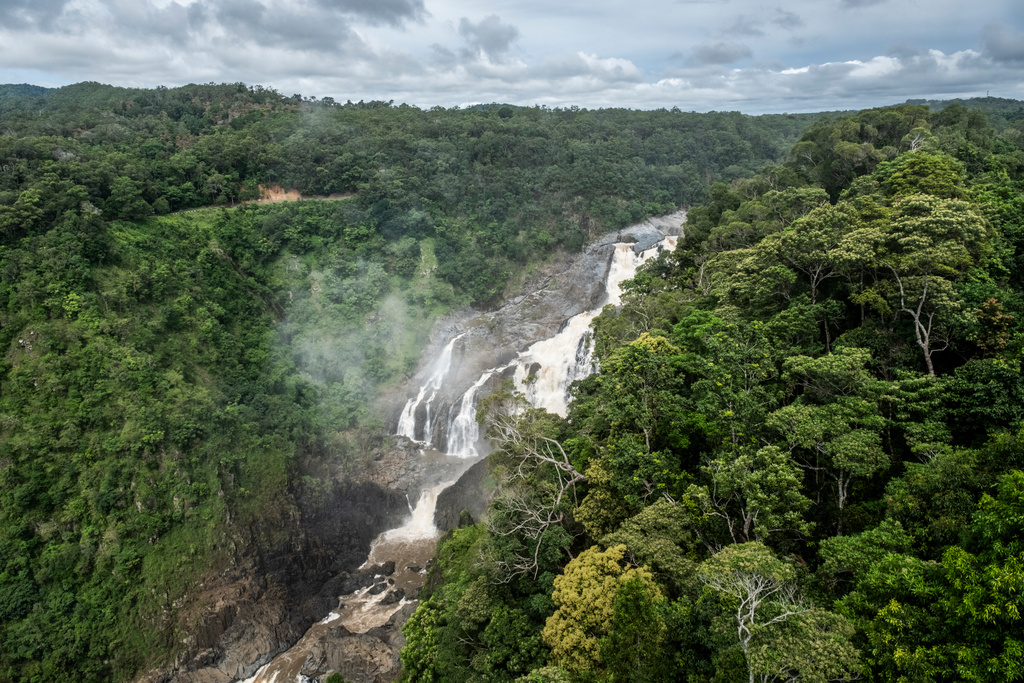 The world's forests are saving the climate