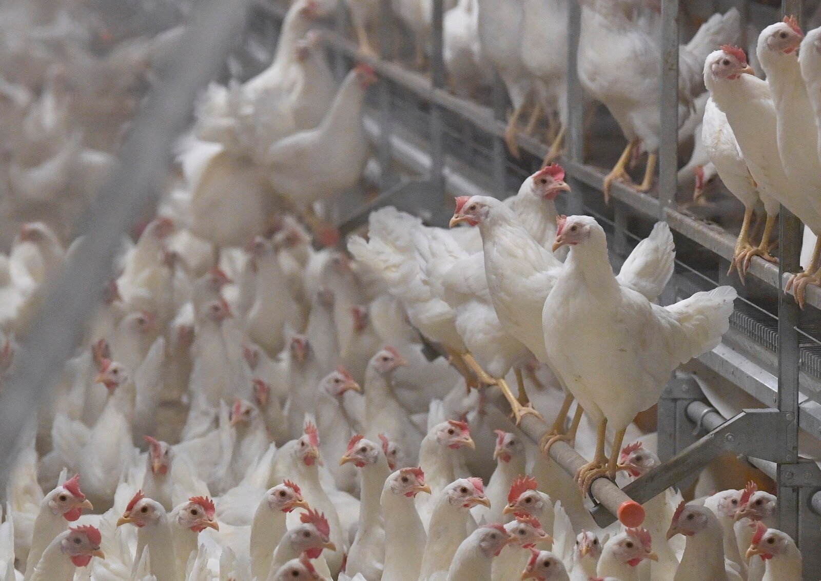 One death from bird flu in the USA