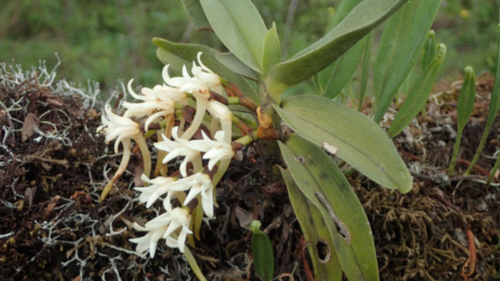 Over 700 new species discovered in the rainforest