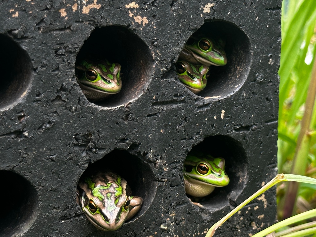 Sauna baths to rescue frogs