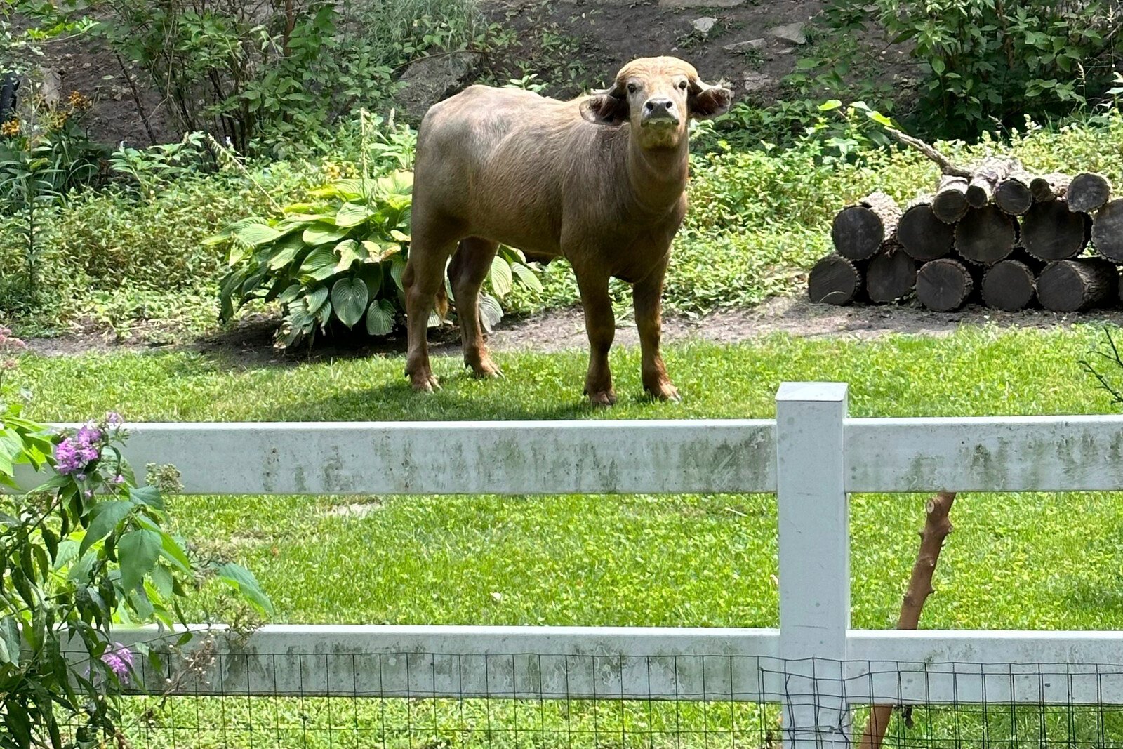 Foot-and-Mouth Disease Found in Germany