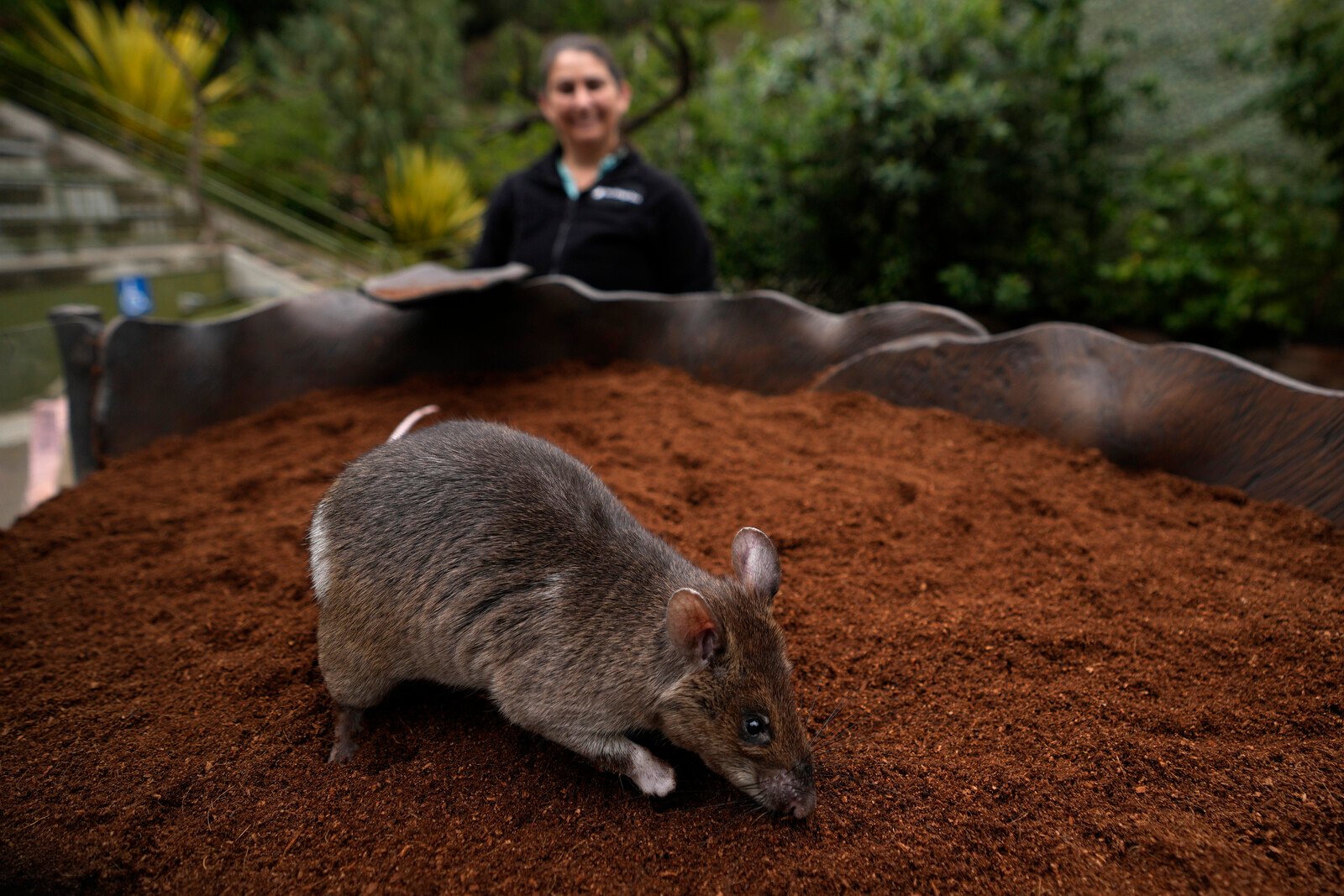 Giant Rats New Hope in the Fight Against Smugglers