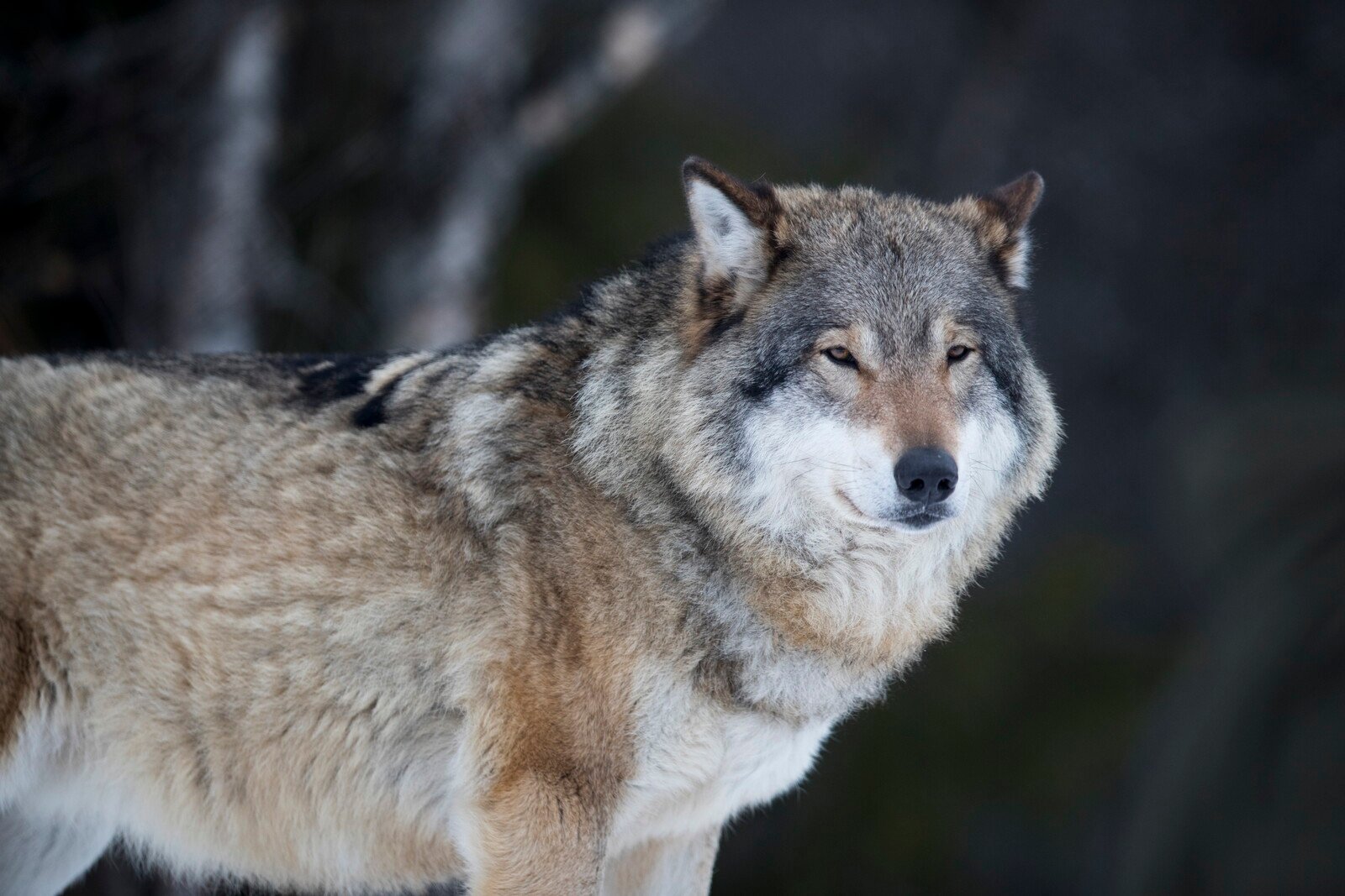 Wolf shot in Skåne