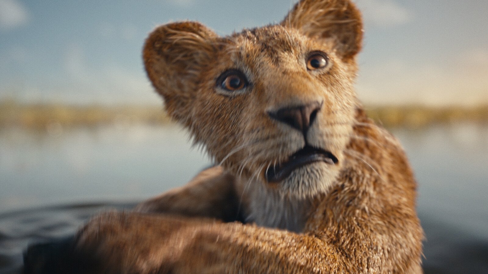 This week's film and series – A future lion king