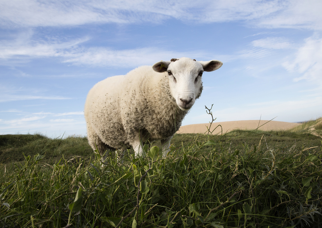 Rapid Danish spread of deadly bluetongue virus