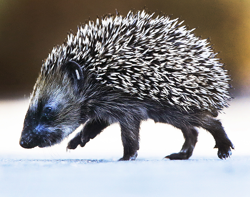 Many want to count hedgehogs: "A beloved animal"