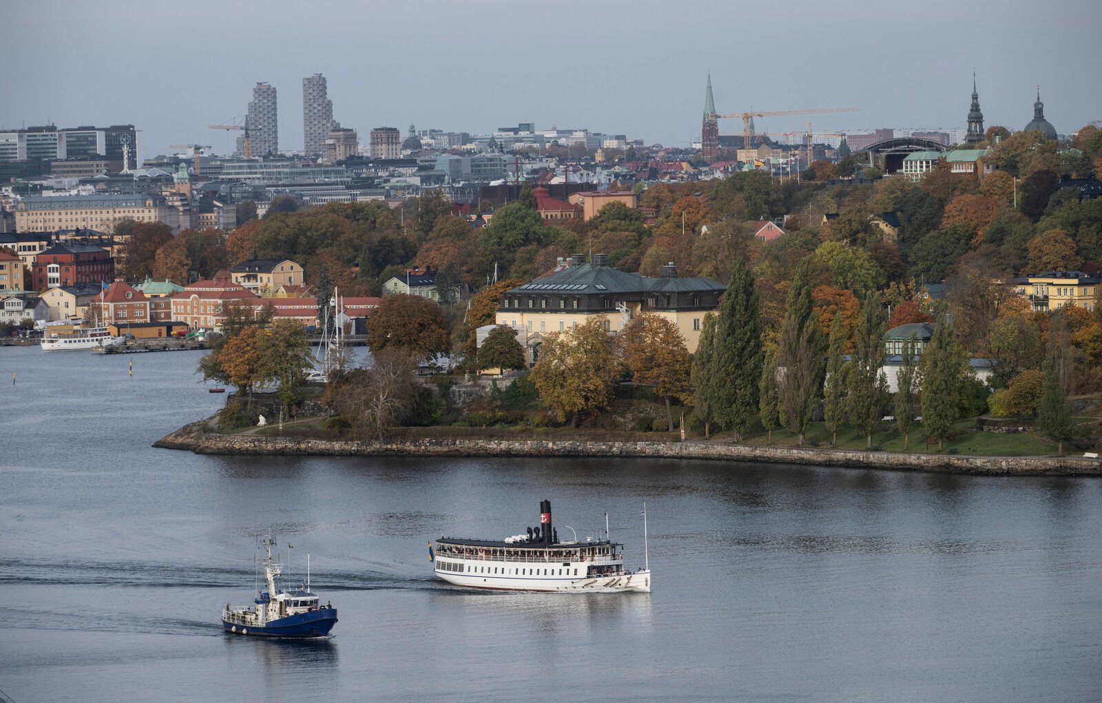 North American Songbird Likely Spotted in Stockholm