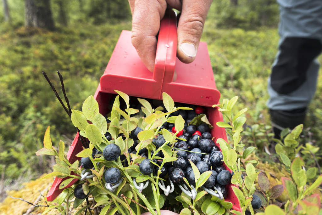 Blueberry Boom Extra Early: "Out and Pick"