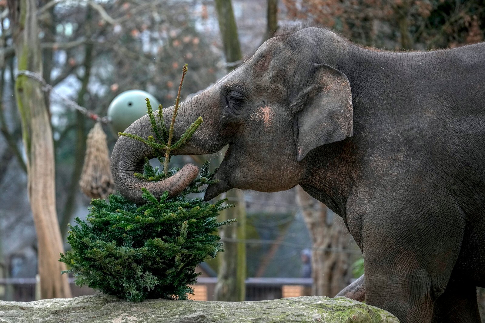 Christmas Gift Opening for the Animals at Berlin Zoo