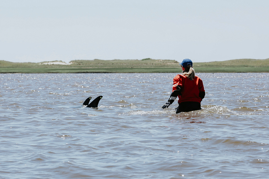 125 dolphins stranded around Cape Cod