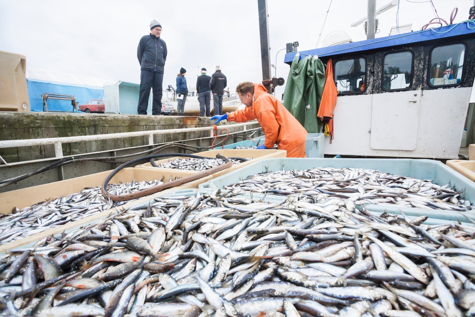 Double Herring Fishing in the Baltic Sea: "A Death Sentence"