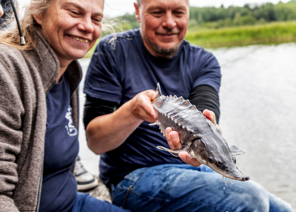 The Primeval Fish Back in Swedish Waters