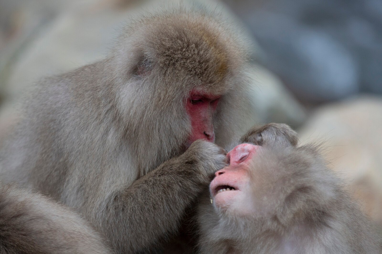 43 Monkeys on the Loose from Research Center