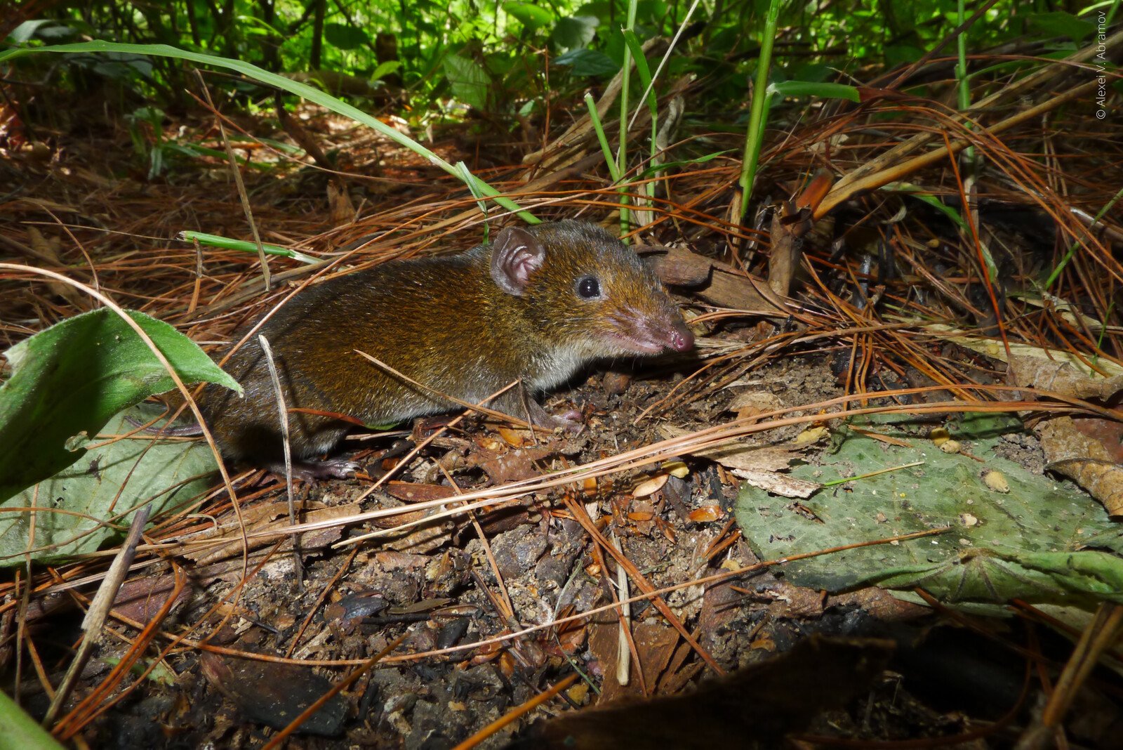 Hedgehog with Fangs – New Species Discovered