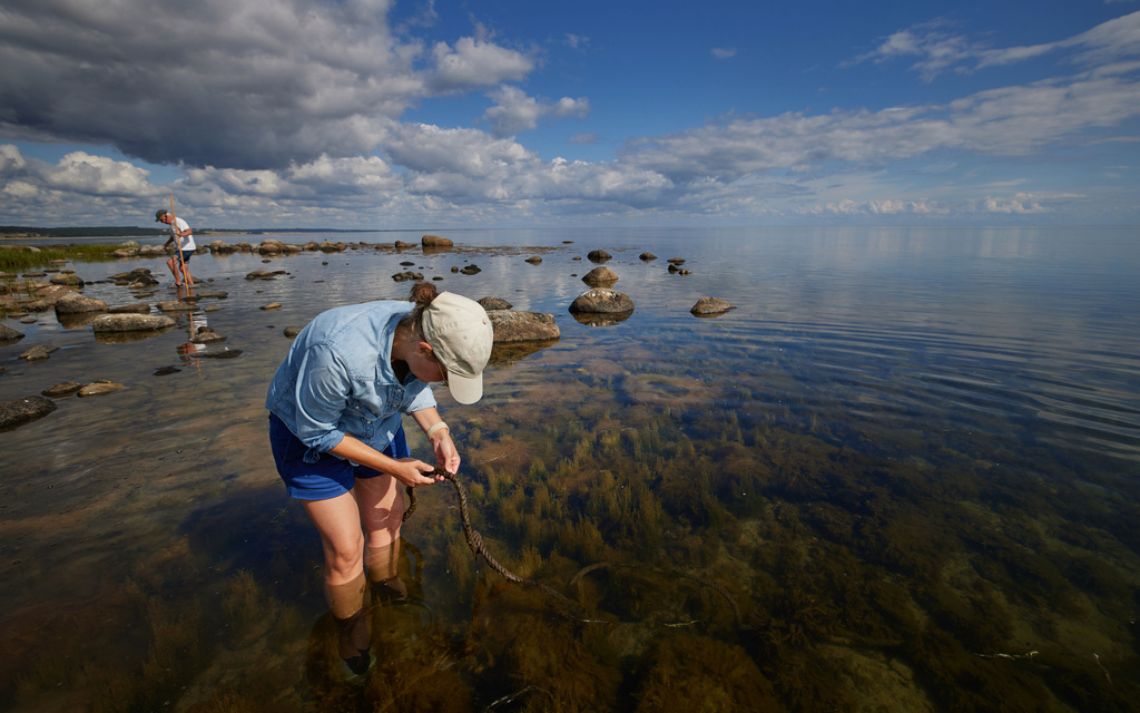 Large Sperm Release Expected on Midsummer Night