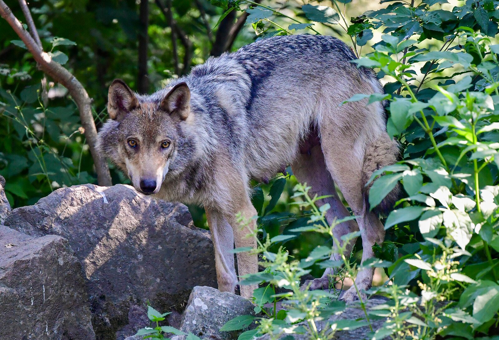 Protective hunting of wolf in