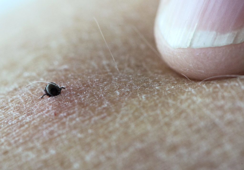 New tick-borne infection found in blood donors