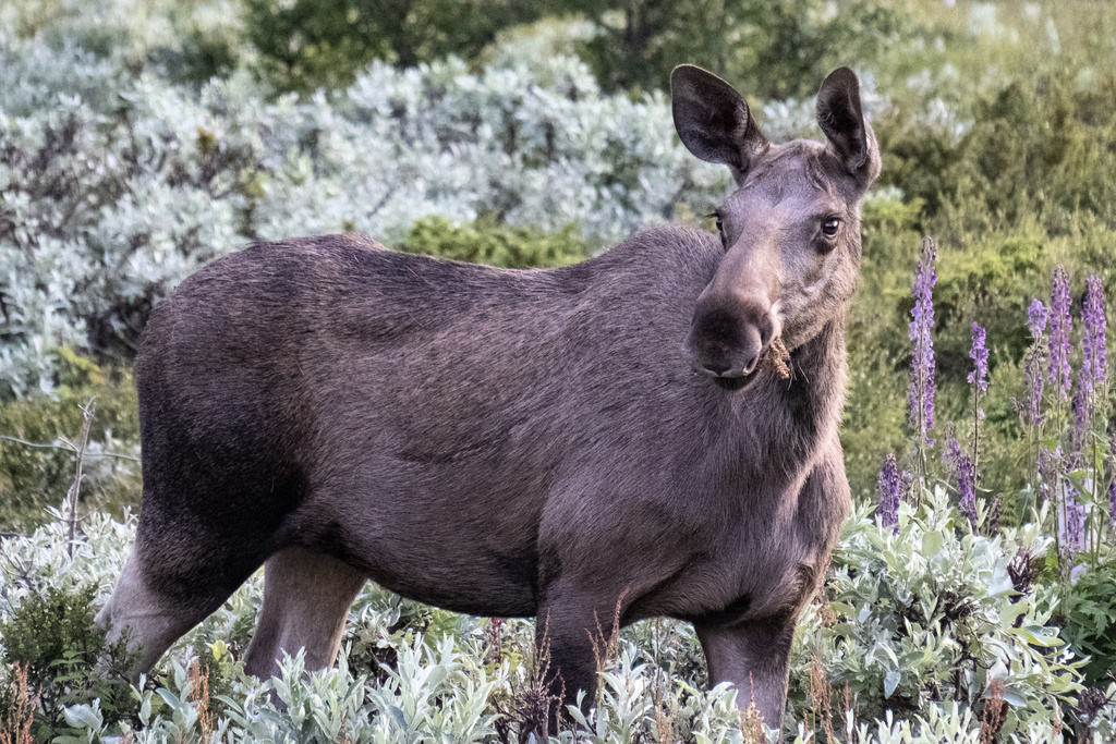 Sound deterrents to keep moose away from the tracks