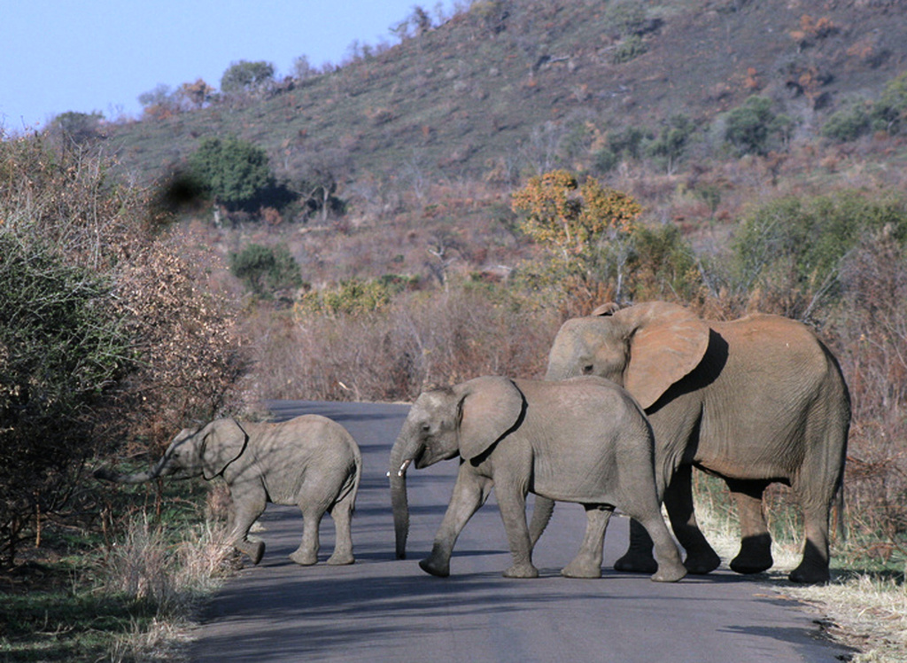 Tourist trampled to death by elephants