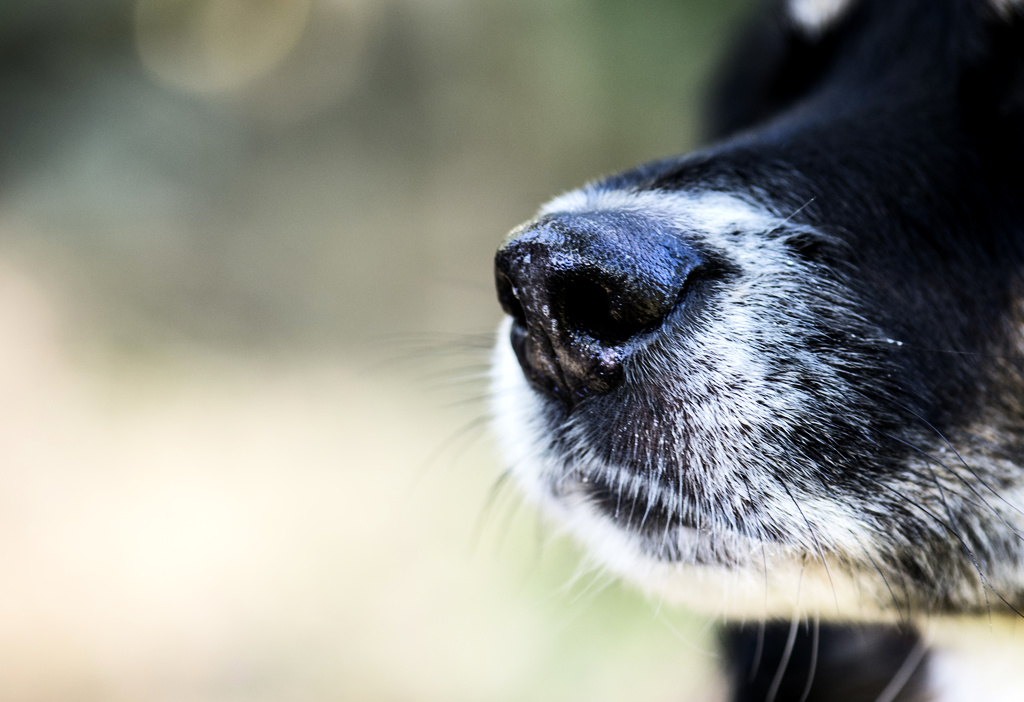 Dogs Trained to Detect Diseased Apple Trees