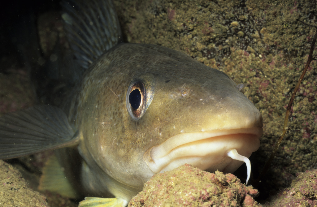 Cod's Mating Threatened by Noise