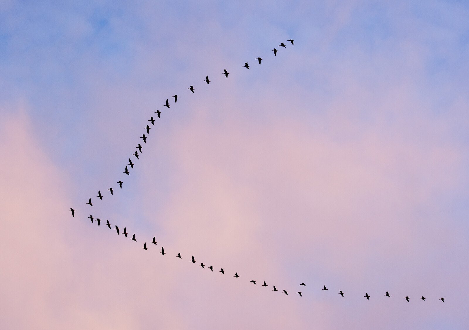 This is why migratory birds fly at such high altitudes