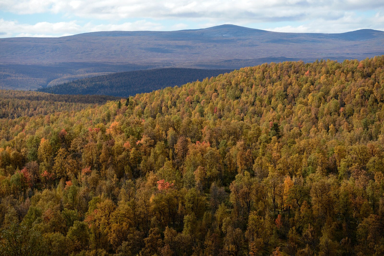 Proposal: Easier to Fell Mountain Forests