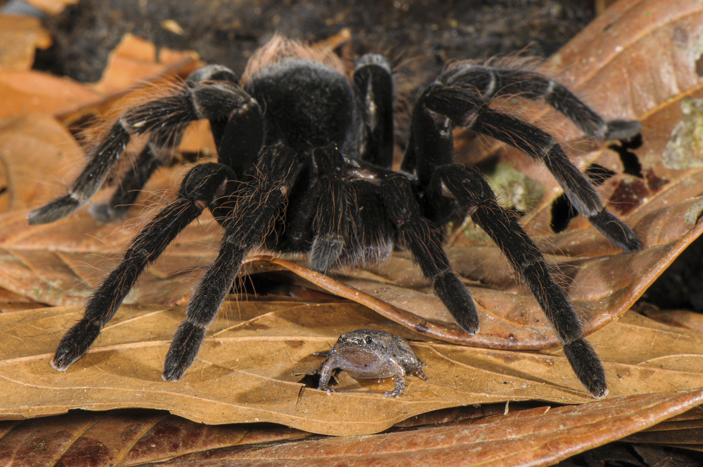 The theory: Why bird spiders are so hairy