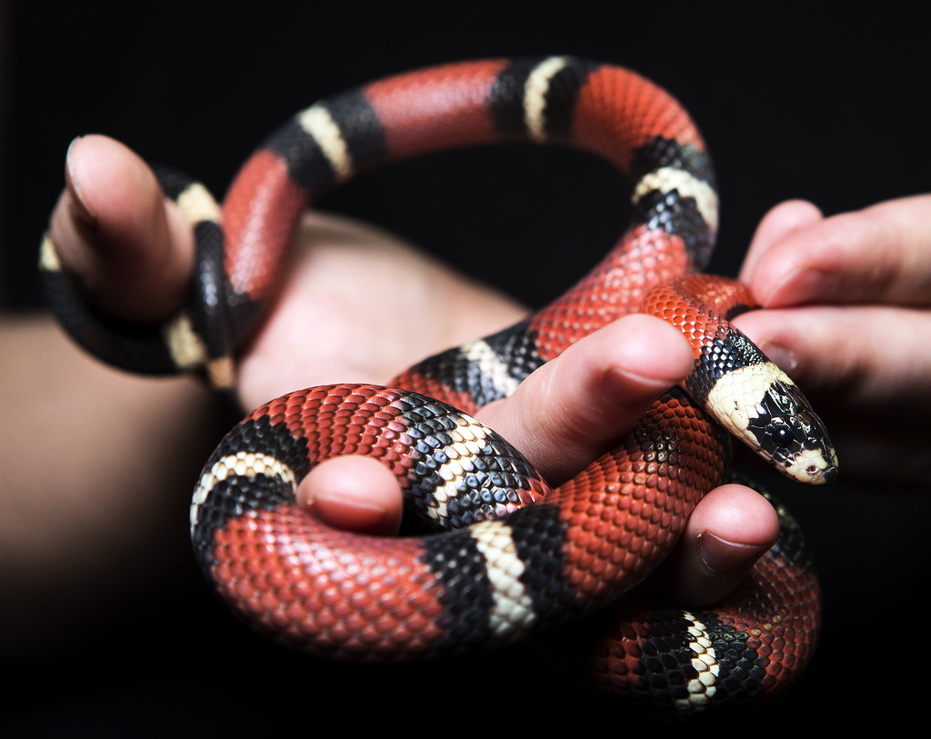 Man tried to smuggle 100 snakes – in his pants