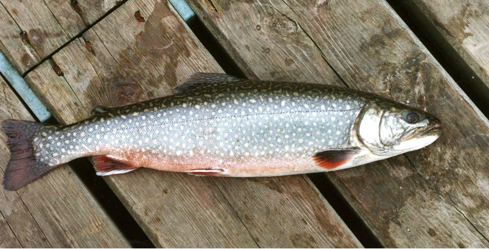 The Grayling in Vättern is Threatened by Warm Surface Water