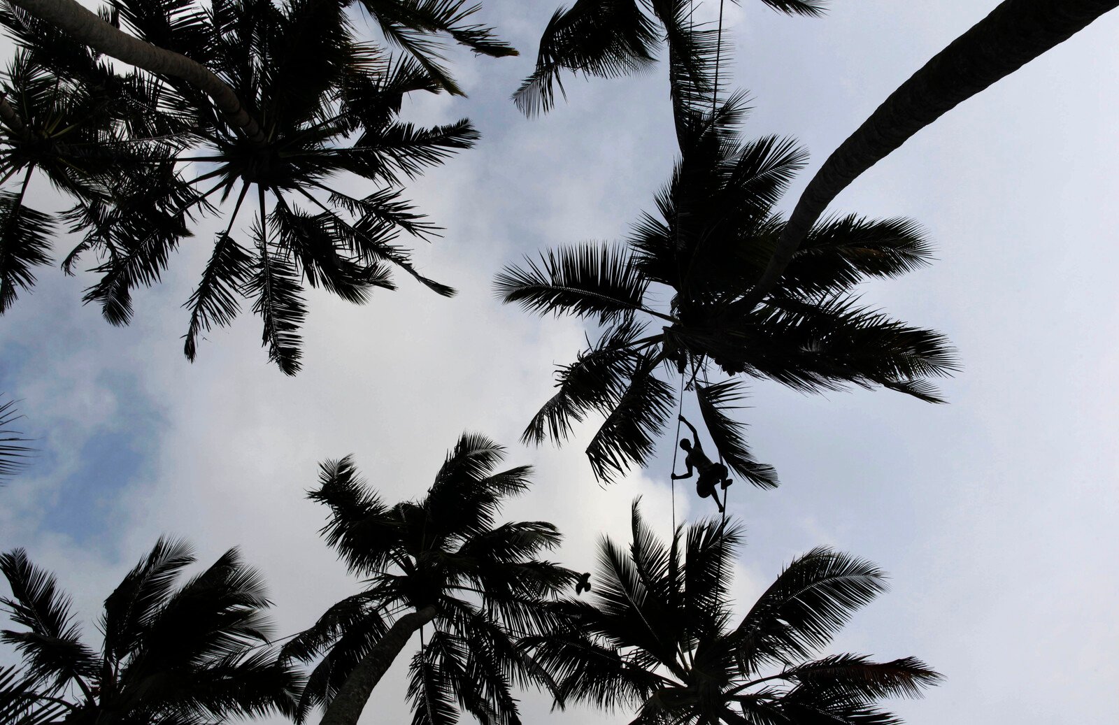 Famous Palms Removed – New Trees to Save the Island