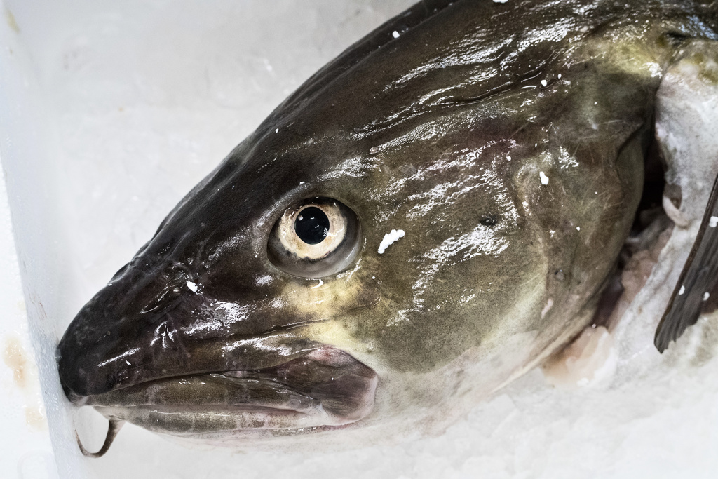 Radical Cut to Cod Fishing Proposed