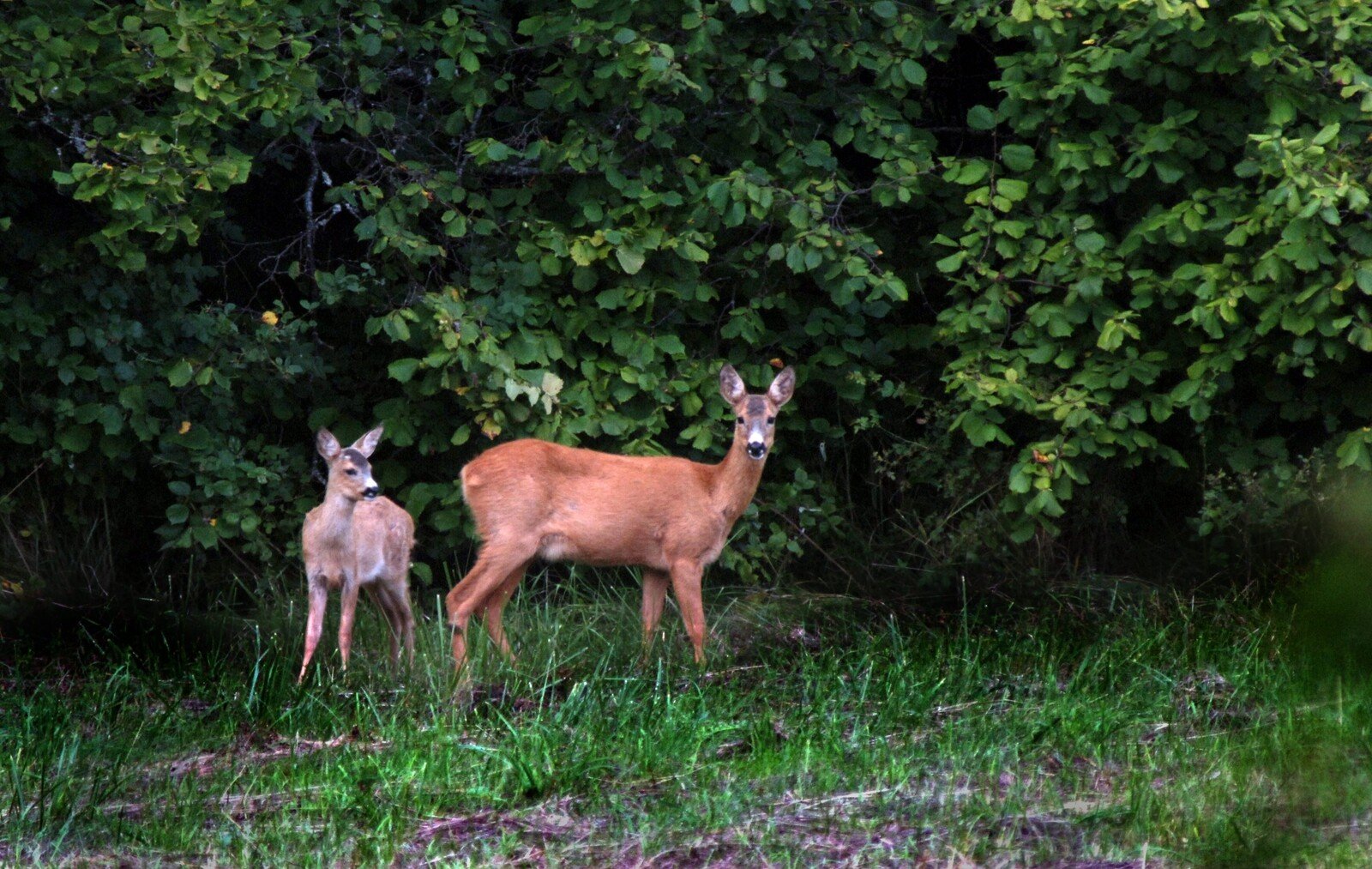 Animals at the airport – now they will be shot