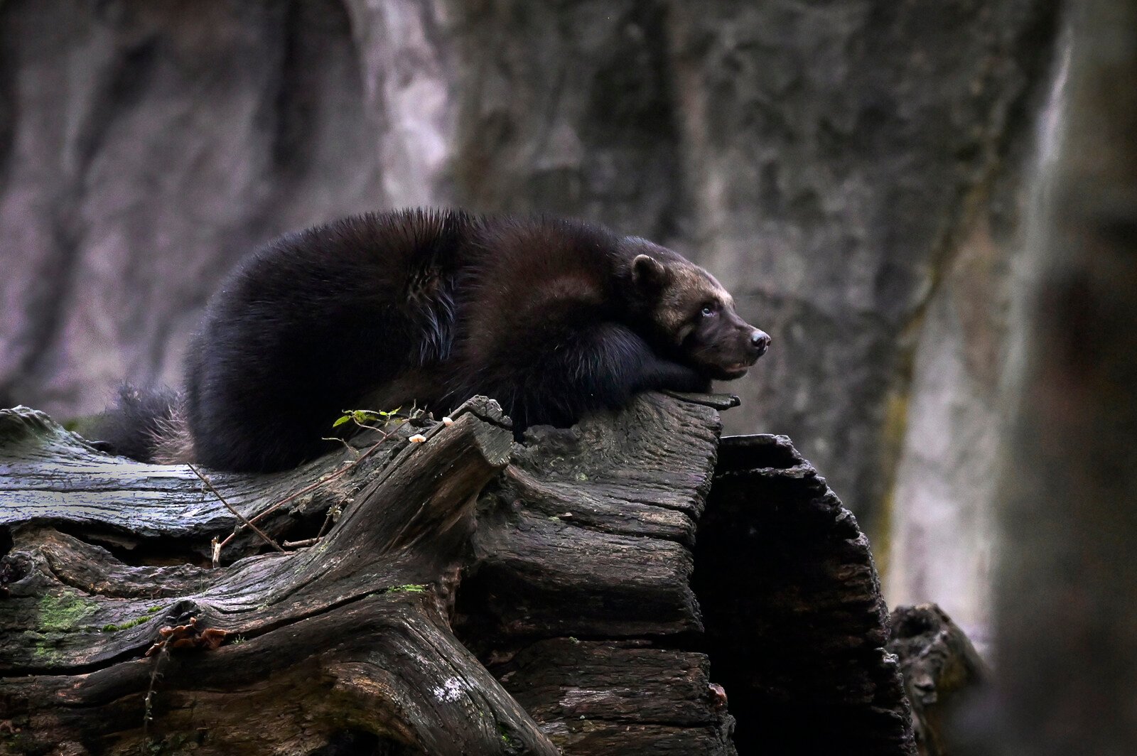 Hunting of Wolverines Stopped –