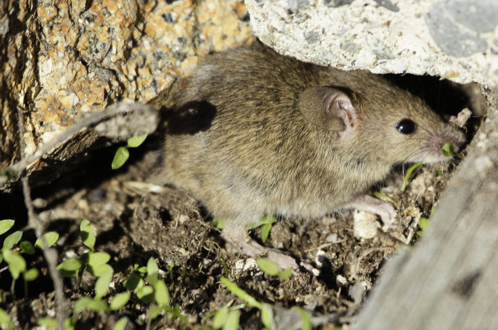 South Africa: Murderous Mice to be Bombed with Poison